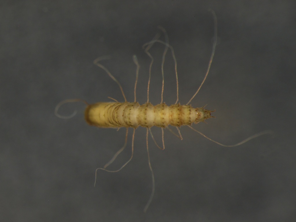 Chelifera sp.